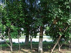 -大兴滨河森林公园