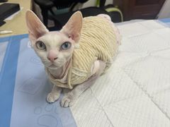 -美联众合动物医院·24h转诊中心