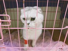-瑞鹏宠物医院·骨科·猫科·内科(第一中心)
