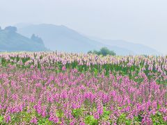 -径山花海