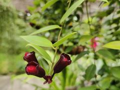 -深圳仙湖植物园