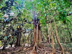 -中国科学院西双版纳热带植物园