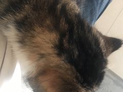 -康旭宠物医院(郑州总院)