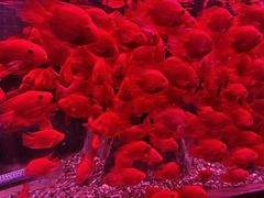 -左海海底世界