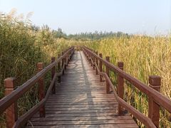 -西青郊野公园
