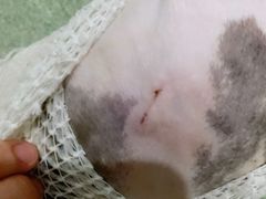 -宠颐生宠物医院外科·内科·皮肤科·影像科(石龙店)