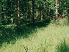 -黄海国家森林公园