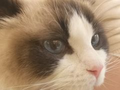 -喵喵咪呀布偶猫咖(春熙路店)