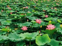 -天津东丽湖风景区