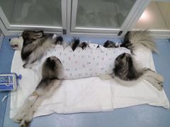 -瑞派·关忠动物医院·异宠专科·犬猫肿瘤·皮肤专科(望京店)