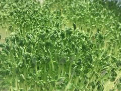 -千稻剁椒大鱼头(CityOn熙地港店)