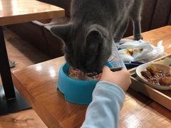 -猫小院猫主题餐厅(三里屯店)