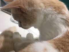 -飞行喵MR PILOT|猫舍·猫咖(静安大融城店)