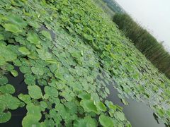-荷塘月色湿地公园·向阳花洲