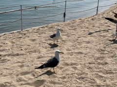 -海驴岛(荣成市)