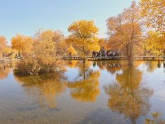 -金塔沙漠胡杨林景区