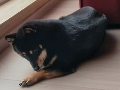 -宠福鑫康馨动物医院·骨科·眼科