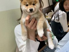 -逗柴咖啡屋·狗咖猫咖宠物桌游