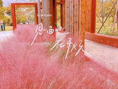 -顾村公园