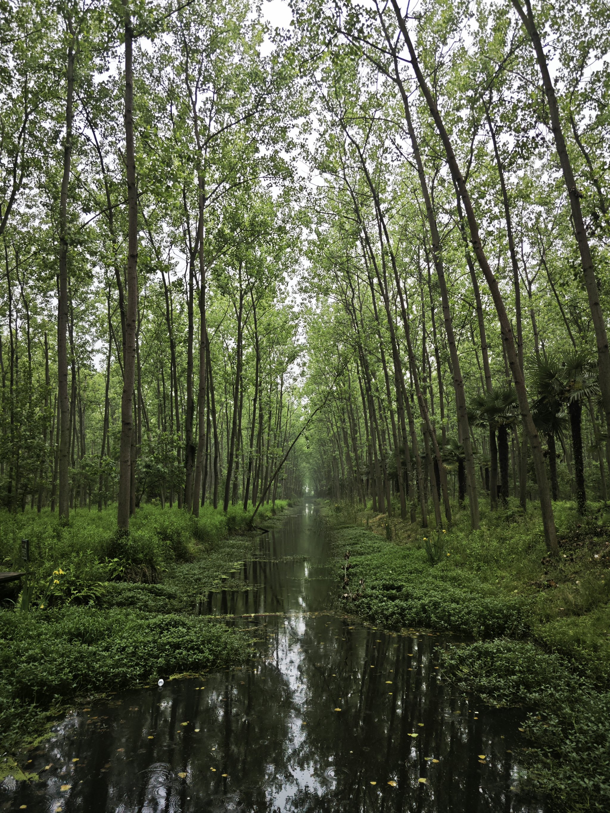 合肥滨湖森林湿地公园图片