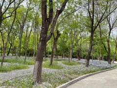 -塘沽森林公园