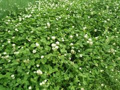 -白塘生态植物园