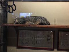 -猫咪博物馆(顶澳仔猫街店)