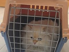 -艾贝尔宠物医院·24H转诊中心·肿瘤猫专科(江宁双龙店)