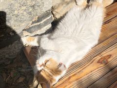 -喵屿·大理花园猫咖