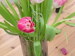 -荷兰花海