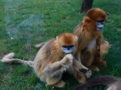 -西安秦岭野生动物园