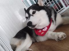 -Husky Go! 哈士奇体验馆·宠物咖啡厅狗咖