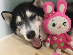 -爱侣宠医·鹦鹉专科·小型哺乳类·异宠专科(灵石路店)