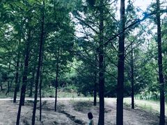 -白水寺森林公园