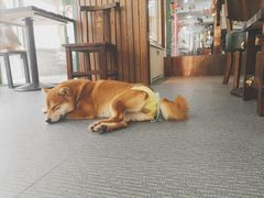 -柴源莊·柴小宠柴犬咖啡