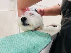 -当汪遇见喵宠物店