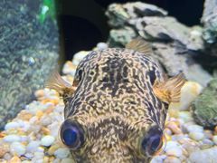 -上海海洋水族馆