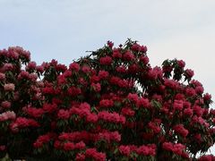 -贵州百里杜鹃风景名胜区
