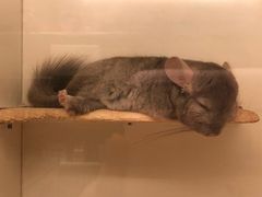 -龙猫仔乐园(惠福东路店)