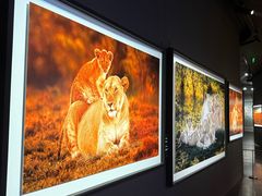 -罗红摄影艺术馆