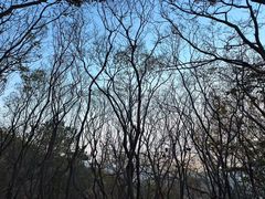 -紫金山山顶公园
