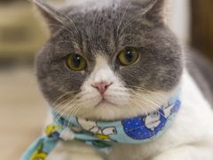 -柴迷FANS CLUB·柴犬狗咖·猫咖