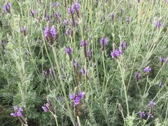 景点-盈香心动乐园