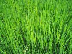 -成都市活水公园