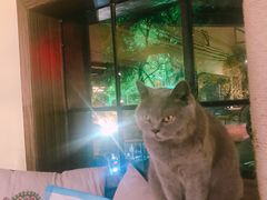 -more than meow吴止猫主题餐厅(承德 中船汇店)