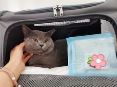 -伟伟宠物医院·CT影像中心·瑞派犬猫综合性门诊(汉口总院)