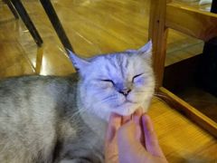 -喵园·猫主题咖啡厅·撸猫·猫咖(国贸店)