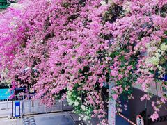 -深圳仙湖植物园