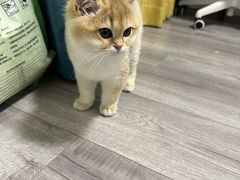 -东方名猫馆·英短金渐层布偶猫舍(环线广场1号楼店)