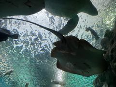 -上海海洋水族馆